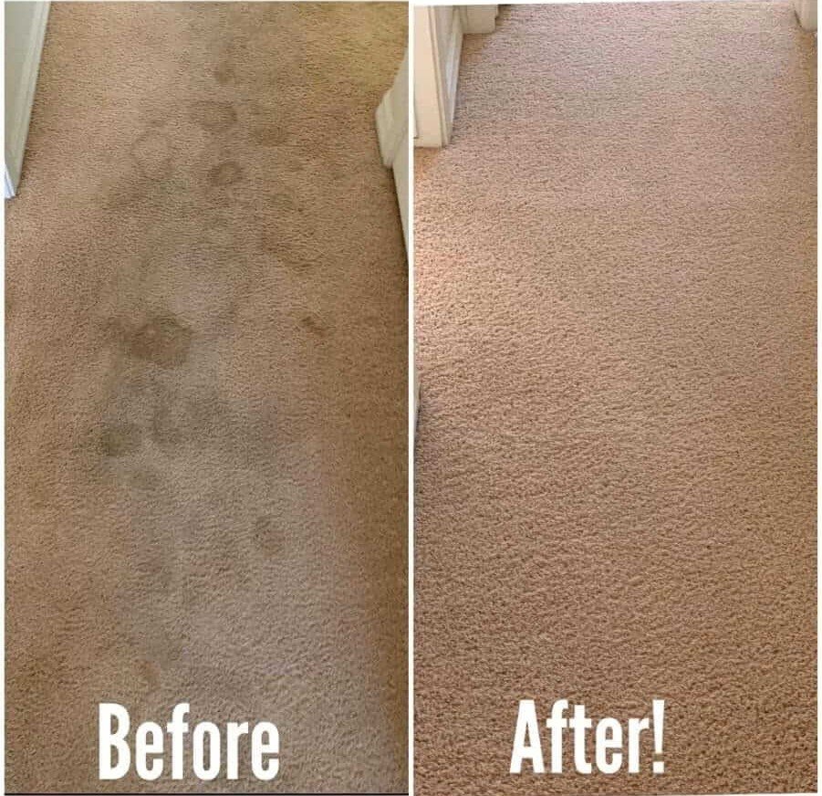Carpet cleaning equipment and professional cleaning process by Premier Pro Cleaners Florida